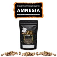 Amnesia Auto