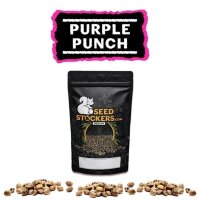 Purple Punch Fem